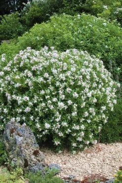 Eternal Fragrance Pink Summer Daphne - Daphne X Transatlantica 'BLAFRA' - 1 Gallon Pot -Green Haven Sales Daphne Eternal Fragrance 5
