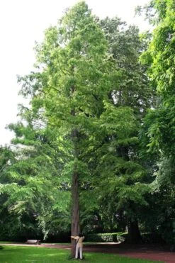 Dawn Redwood Tree - Metasequoia Glyptostroboides - 5 Gallon Pot -Green Haven Sales Dawn Redwood 1
