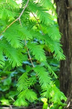 Dawn Redwood Tree - Metasequoia Glyptostroboides - 5 Gallon Pot -Green Haven Sales Dawn Redwood 2
