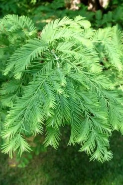 Dawn Redwood Tree - Metasequoia Glyptostroboides - 5 Gallon Pot -Green Haven Sales Dawn Redwood 3