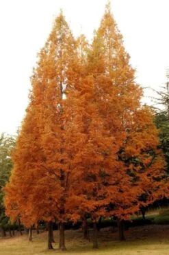 Dawn Redwood Tree - Metasequoia Glyptostroboides - 5 Gallon Pot -Green Haven Sales Dawn Redwood 4