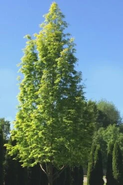 Dawn Redwood Tree - Metasequoia Glyptostroboides - 5 Gallon Pot -Green Haven Sales Dawn Redwood 5