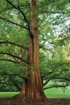Dawn Redwood Tree - Metasequoia Glyptostroboides - 5 Gallon Pot -Green Haven Sales Dawn Redwood 6