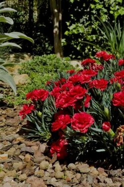 Super Trouper Velvet Red Dianthus (Carnation) - 5 Pack Of Quart Pots -Green Haven Sales Dianthus Super Trouper Velvet Red 1