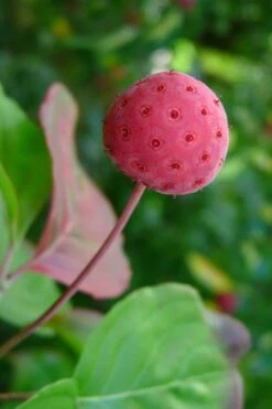 Pink Chinese Dogwood - Cornus Kousa 'Satomi' - 3 Gallon Pot -Green Haven Sales Dogwood Chinese Pink Satomi 5 1