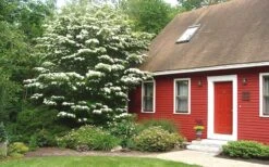 White Kousa Chinese Dogwood - Cornus Kousa - 3 Gallon Pot -Green Haven Sales Dogwood Chinese White 1