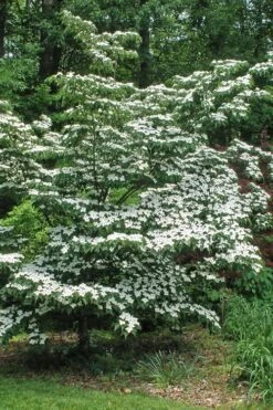 White Kousa Chinese Dogwood - Cornus Kousa - 3 Gallon Pot -Green Haven Sales Dogwood Chinese White 12