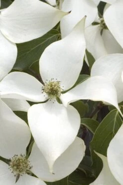 White Kousa Chinese Dogwood - Cornus Kousa - 3 Gallon Pot -Green Haven Sales Dogwood Chinese White 15