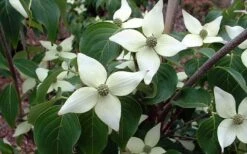 White Kousa Chinese Dogwood - Cornus Kousa - 3 Gallon Pot -Green Haven Sales Dogwood Chinese White 2