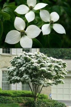 White Kousa Chinese Dogwood - Cornus Kousa - 3 Gallon Pot -Green Haven Sales Dogwood Chinese White 2 500x750 1
