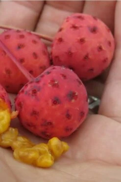 Scarlet Fire Dogwood - Cornus Kousa - 7 Gallon Pot (5-6') -Green Haven Sales Dogwood Scarlet Fire 10