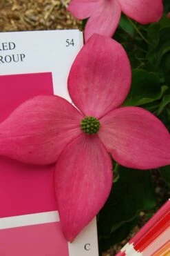 Scarlet Fire Dogwood - Cornus Kousa - 7 Gallon Pot (5-6')