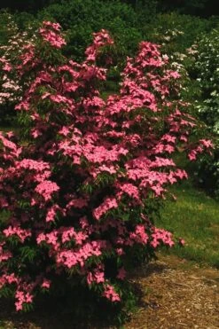 Scarlet Fire Dogwood - Cornus Kousa - 5 Gallon Pot 14 Scarlet Fire Dogwood - Cornus Kousa - 5 Gallon Pot -Green Haven Sales Dogwood Scarlet Fire 12 1