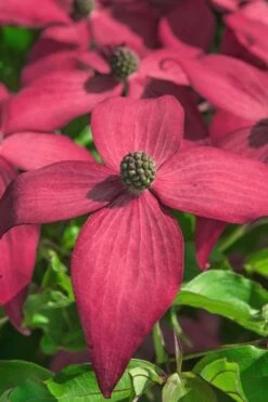 Scarlet Fire Dogwood - Cornus Kousa - 7 Gallon Pot (5-6') -Green Haven Sales Dogwood Scarlet Fire 13