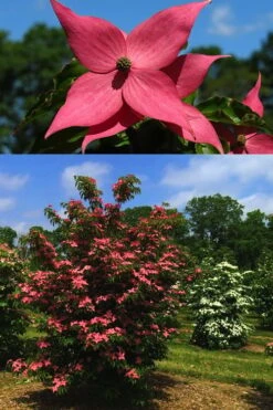 Scarlet Fire Dogwood - Cornus Kousa - 7 Gallon Pot (5-6') -Green Haven Sales Dogwood Scarlet Fire 4