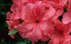 Autumn Princess Encore Azalea - 1 Gallon Pot 7 Autumn Princess Encore Azalea - 1 Gallon Pot -Green Haven Sales Encore Azalea Autumn Princess
