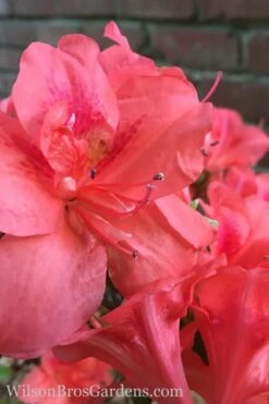 Autumn Princess Encore Azalea - 1 Gallon Pot
