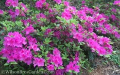 Autumn Royalty Encore Azalea - 2 Gallon Pot -Green Haven Sales Encore Azalea Autumn Royalty 50