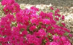 Autumn Sundance Encore Azalea - 1 Gallon Pot -Green Haven Sales Encore Azalea Autumn Sundance 50