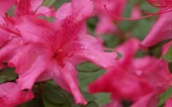Autumn Sundance Encore Azalea - 1 Gallon Pot -Green Haven Sales Encore Azalea Autumn Sundance 51