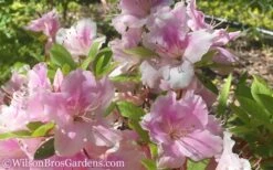 Autumn Sweetheart Encore Azalea - 3 Gallon Pot -Green Haven Sales Encore Azalea Autumn Sweetheart 51