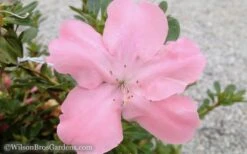 Autumn Debutante Encore Azalea - 1 Gallon -Green Haven Sales Encore Azalea Debutante 3 50