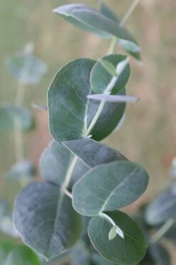 Big O Cold Hardy Eucalyptus Tree (Eucalyptus Neglecta) - 5 Gallon Pot (4-5') 15 Big O Cold Hardy Eucalyptus Tree (Eucalyptus Neglecta) - 5 Gallon Pot (4-5') -Green Haven Sales Eucalyptus Big O 3 500x750 1