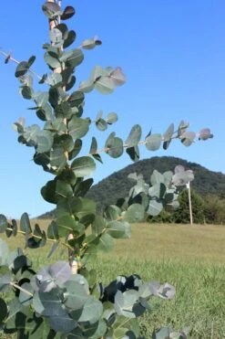 Big O Cold Hardy Eucalyptus Tree (Eucalyptus Neglecta) - 5 Gallon Pot (4-5') 13 Big O Cold Hardy Eucalyptus Tree (Eucalyptus Neglecta) - 5 Gallon Pot (4-5') -Green Haven Sales Eucalyptus Big O Cold 2 500x750 1