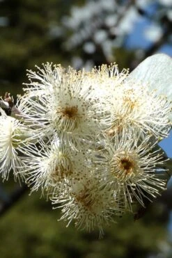 Bluey Cold Hardy Eucalyptus Tree (Eucalyptus Pulverulenta) - 3 Gallon Pot -Green Haven Sales Eucalyptus Bluey 6