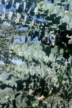 Bluey Cold Hardy Eucalyptus Tree (Eucalyptus Pulverulenta) - 5 Gallon Pot -Green Haven Sales Eucalyptus Bluey 8 1