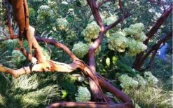 Funky Monkey Cold Hardy Eucalyptus Tree (Eucalyptus Parvula) - 6 Pack Of 1 Gallon Pots 11 Funky Monkey Cold Hardy Eucalyptus Tree (Eucalyptus Parvula) - 6 Pack Of 1 Gallon Pots -Green Haven Sales Eucalyptus Funky Monkey Branches