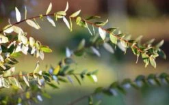 Funky Monkey Cold Hardy Eucalyptus Tree (Eucalyptus Parvula) - 6 Pack Of 1 Gallon Pots 12 Funky Monkey Cold Hardy Eucalyptus Tree (Eucalyptus Parvula) - 6 Pack Of 1 Gallon Pots -Green Haven Sales Eucalyptus Funky Monkey Leaves