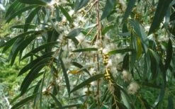 Funky Monkey Cold Hardy Eucalyptus Tree (Eucalyptus Parvula) - 6 Pack Of 1 Gallon Pots 10 Funky Monkey Cold Hardy Eucalyptus Tree (Eucalyptus Parvula) - 6 Pack Of 1 Gallon Pots -Green Haven Sales Eucalyptus Funky Monkey Leaves Mature