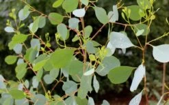 Lucky Country Cold Hardy Eucalyptus Tree (Eucalyptus Camphora) - Quart Pot -Green Haven Sales Eucalyptus Lucky Country 1