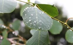 Lucky Country Cold Hardy Eucalyptus Tree (Eucalyptus Camphora) - Quart Pot -Green Haven Sales Eucalyptus Lucky Country 2