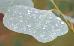 Lucky Country Cold Hardy Eucalyptus Tree (Eucalyptus Camphora) - Quart Pot -Green Haven Sales Eucalyptus Lucky Country 3