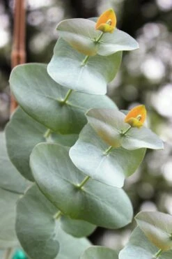 Luna Cold Hardy Eucalyptus Tree (Eucalyptus Perriniana) - 1 Gallon Pot -Green Haven Sales Eucalyptus Luna 1