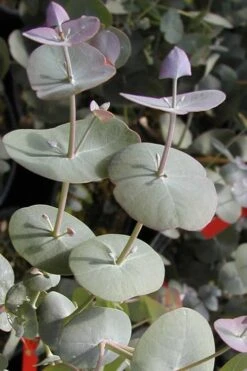 Luna Cold Hardy Eucalyptus Tree (Eucalyptus Perriniana) - 1 Gallon Pot -Green Haven Sales Eucalyptus Luna 13
