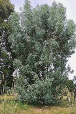 Luna Cold Hardy Eucalyptus Tree (Eucalyptus Perriniana) - 1 Gallon Pot -Green Haven Sales Eucalyptus Luna 5