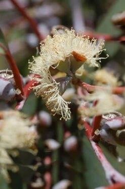 Luna Cold Hardy Eucalyptus Tree (Eucalyptus Perriniana) - 1 Gallon Pot -Green Haven Sales Eucalyptus Luna 6