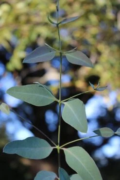 Grace Cold Hardy Eucalyptus Tree (Eucalyptus Elliptica) - 1 Gallon Pot 9 Grace Cold Hardy Eucalyptus Tree (Eucalyptus Elliptica) - 1 Gallon Pot -Green Haven Sales Eucalytptus Grace BS