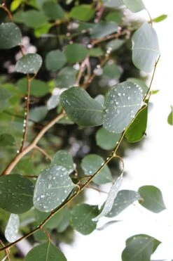 Lucky Country Cold Hardy Eucalyptus Tree (Eucalyptus Camphora) - Quart Pot -Green Haven Sales Eucalytptus Lucky Country BS