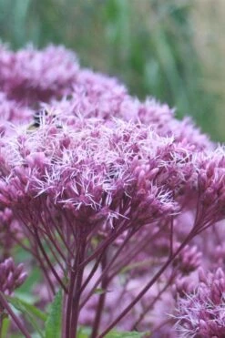 Eupatorium Dubium 'Little Joe' (Joe Pye Weed) - 1 Gallon Pot -Green Haven Sales Eupatorium Little Joe 1