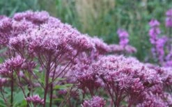 Eupatorium Dubium 'Little Joe' (Joe Pye Weed) - 1 Gallon Pot -Green Haven Sales Eupatorium Little Joe 2