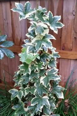 Angyo Star Fatshedera - 3 Gallon Pot -Green Haven Sales Fatshedera Angyo Star 3