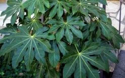 Fatsia Japonica - Japanese Aralia - Glossy Paper Plant - 3 Gallon Pot -Green Haven Sales Fatsia Japanese Aralia 1