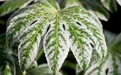 Spider's Web Fatsia - Japanese Aralia Paper Plant - 3 Gallon Pot -Green Haven Sales Fatsia Spider Web close Up