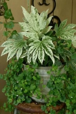 Spider's Web Fatsia - Japanese Aralia Paper Plant - 3 Gallon Pot -Green Haven Sales Fatsia Spiders Web 21