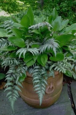 Japanese Painted Fern - 5 Pack Of Quart Pots -Green Haven Sales Fern Japanese Painted 19
