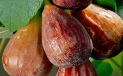 Brown Turkey Fig Tree - 3 Gallon Pot -Green Haven Sales Fig Brown Turkey 20